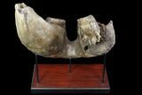 Wide Woolly Mammoth Lower Jaw With M Molars - HUGE! #87476-3